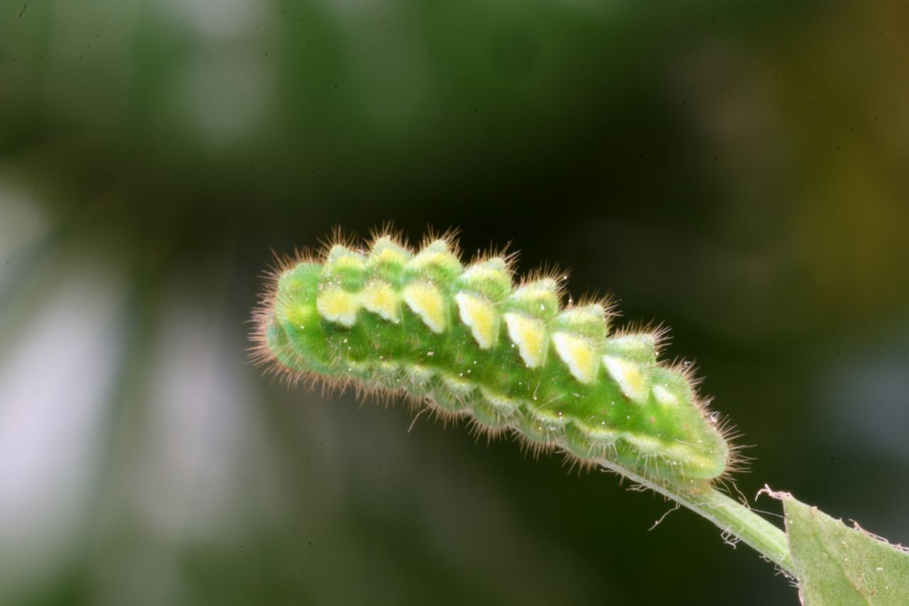 identificazione bruco: Callophrys rubi (Lycaenidae)